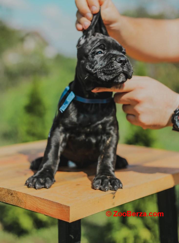 Cane Corso štenci