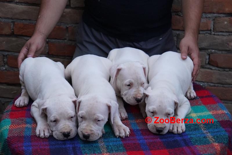 Dogo Argentino štenci