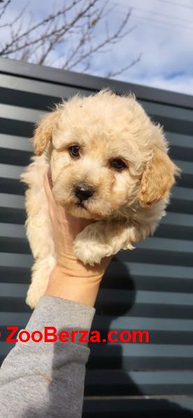 Maltipoo- bipoo