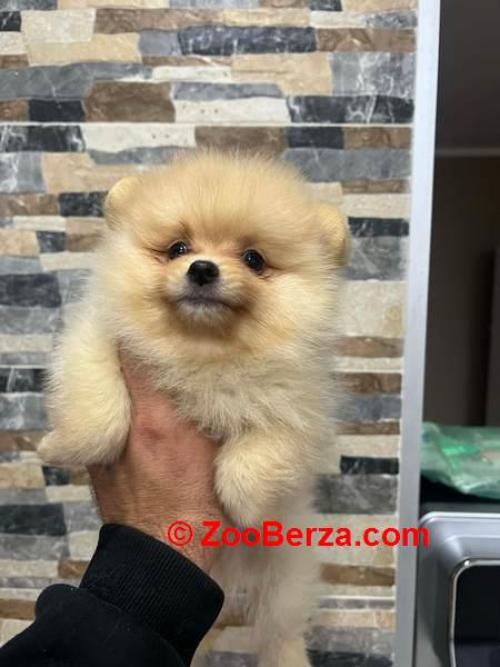 Pomeranac, štenci vrhunskog kvaliteta