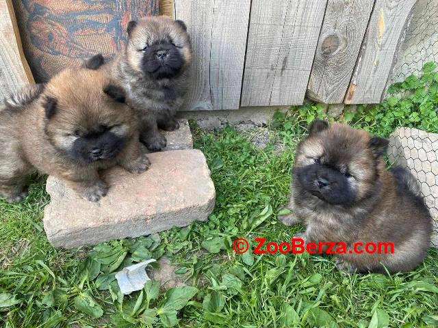 Chow Chow štenci