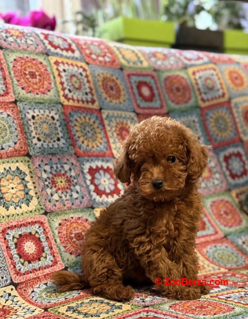 Toy Pudle na prodaju