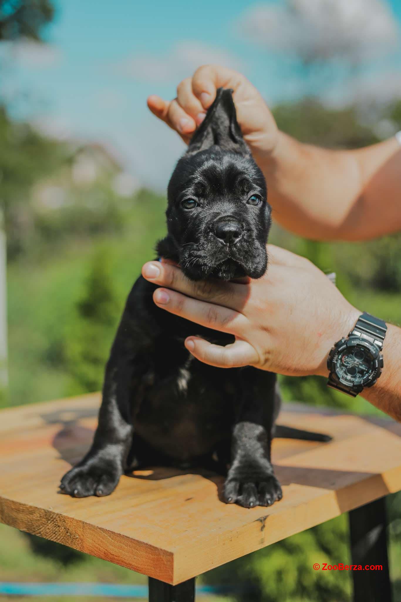 Cane Corso štenci