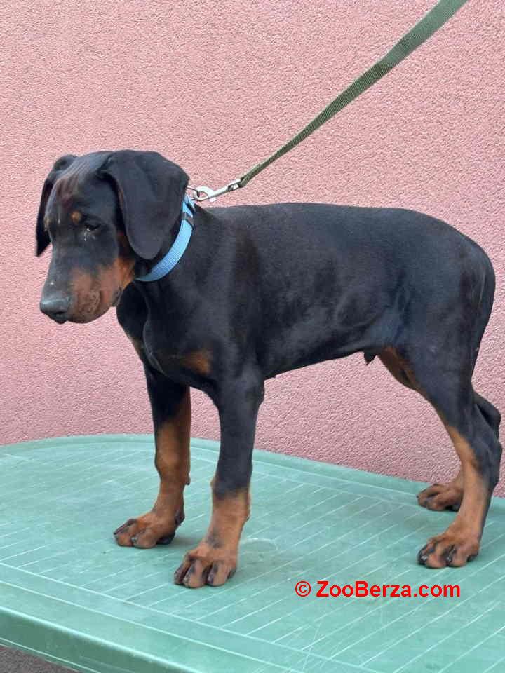 Doberman muško štene odovnikom.  Cena 500€ Nenad, 