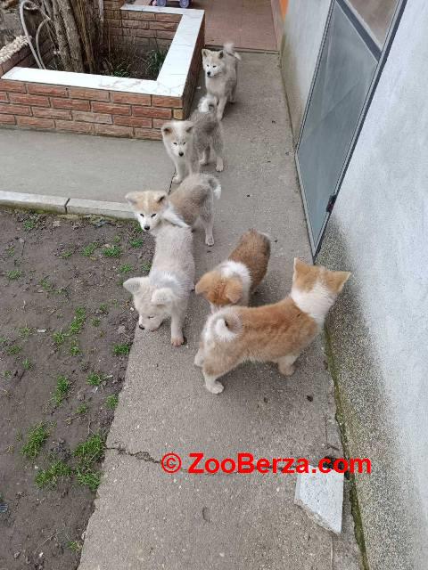 Japanska Akita štenci