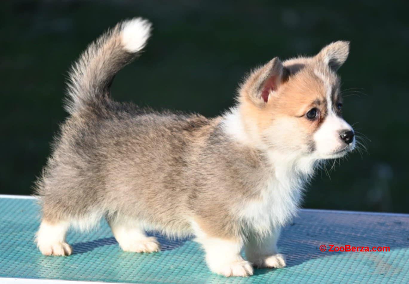 Velski korgi/Welsh Corgi Pembroke