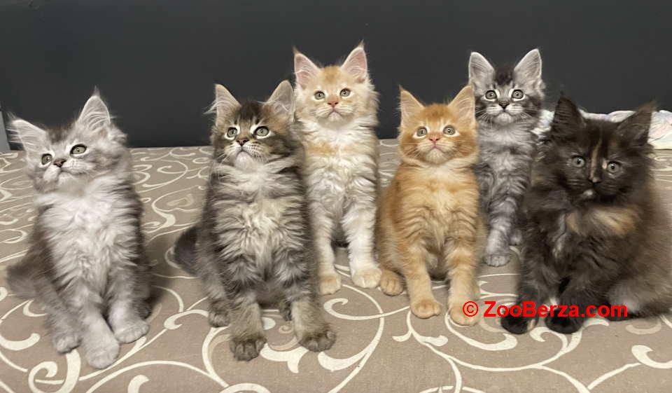 Maine Coon macici vrhunskog porekla  