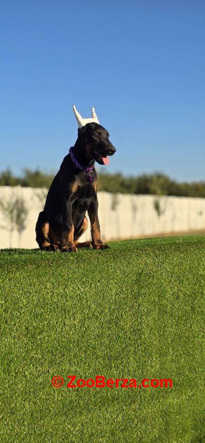 Doberman zenka