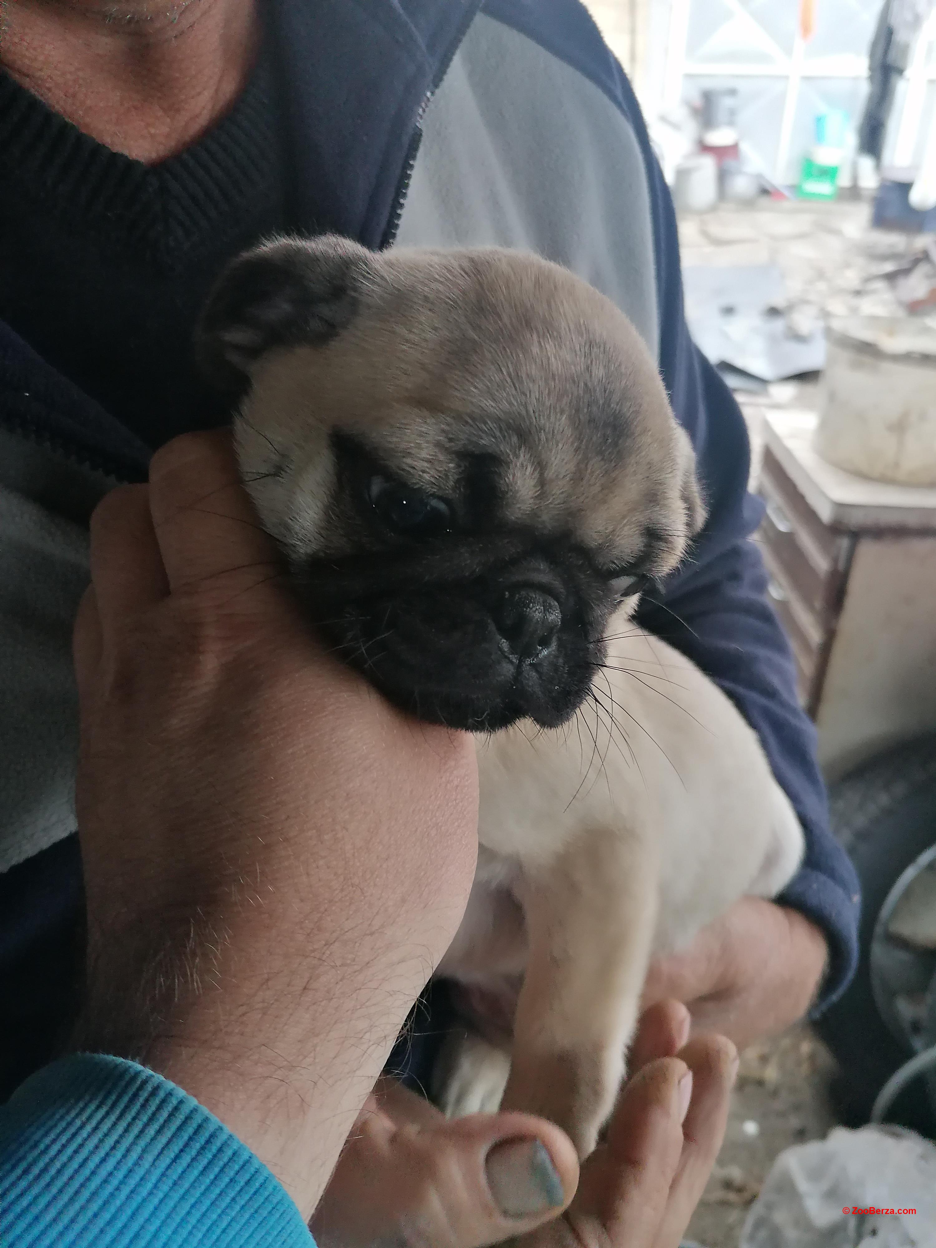 Mops