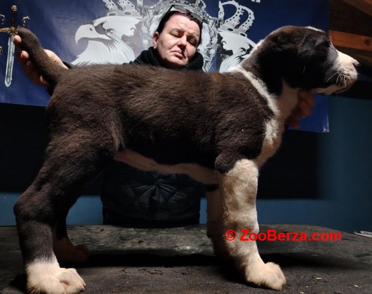 Srednjeazijski ovčar štenci