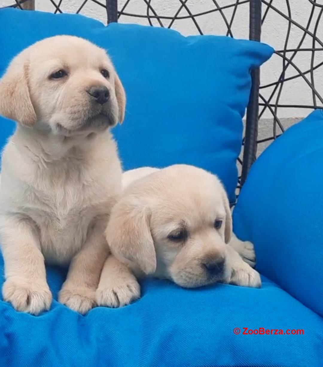Labrador štenci