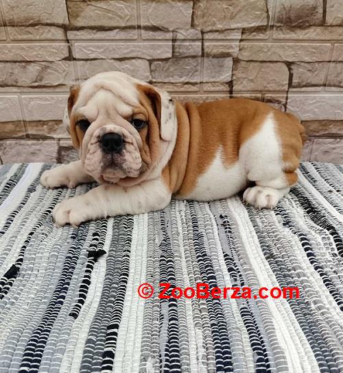 Engleski bulldog