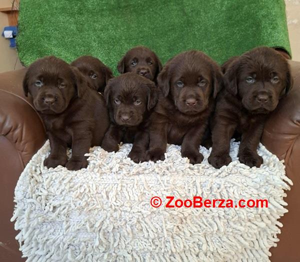 Labrador retriver štenci braon boje 