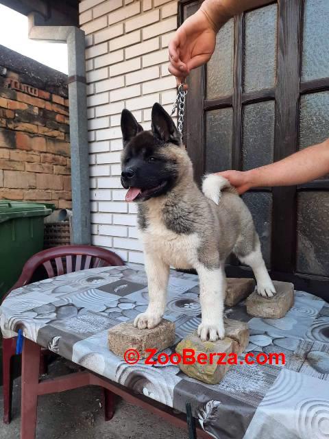 Američka Akita, žensko štene