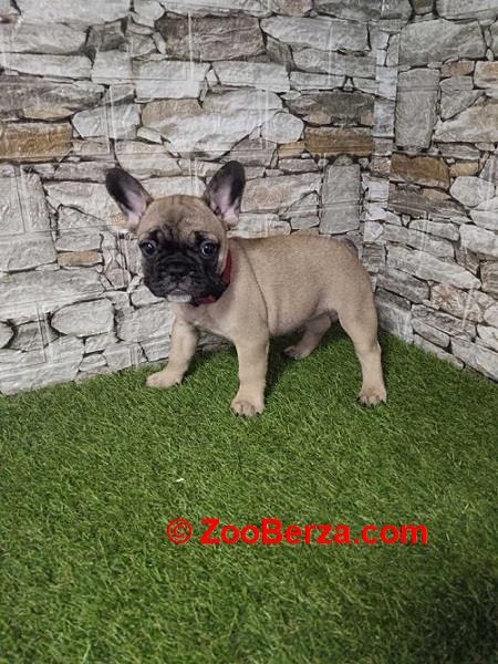 Francuski bulldog 