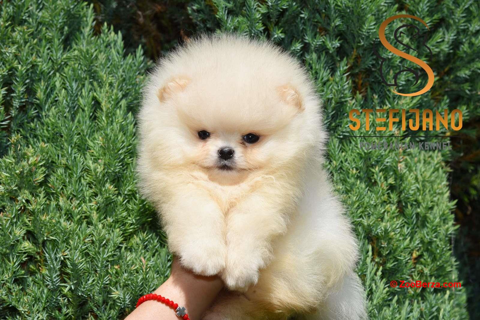 Pomeranac Boo štenci