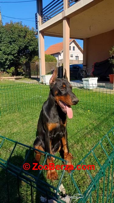 Na prodaju štenci Dobermana starosti 4 meseca