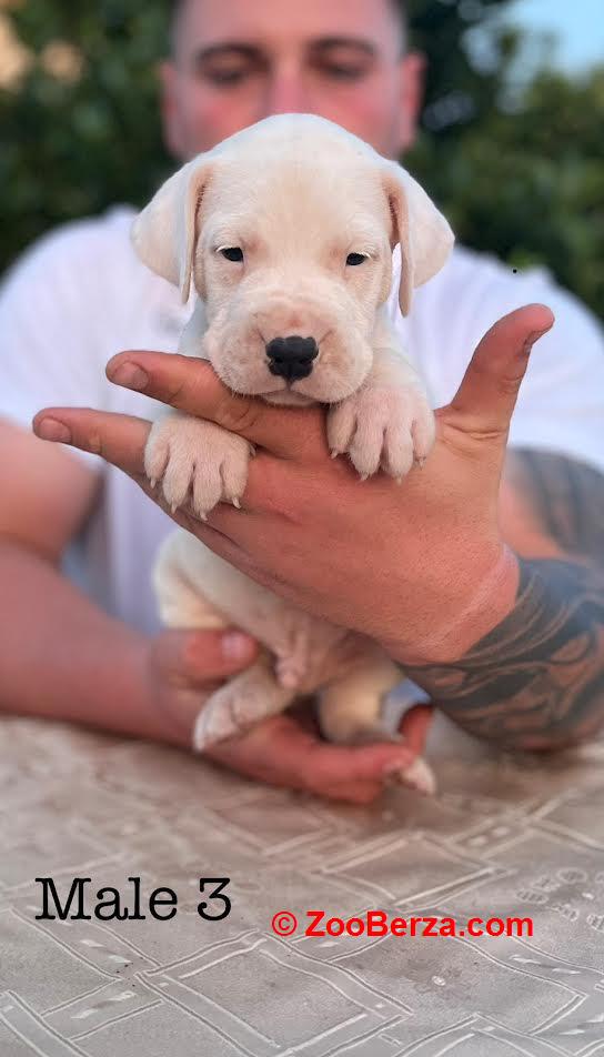Argentinska doga ( Dogo Argentino )