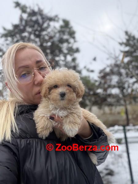 Maltipoo vrhunske genetike 