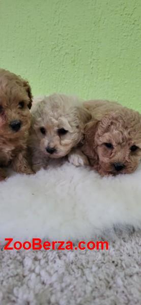 Maltipoo- bipoo