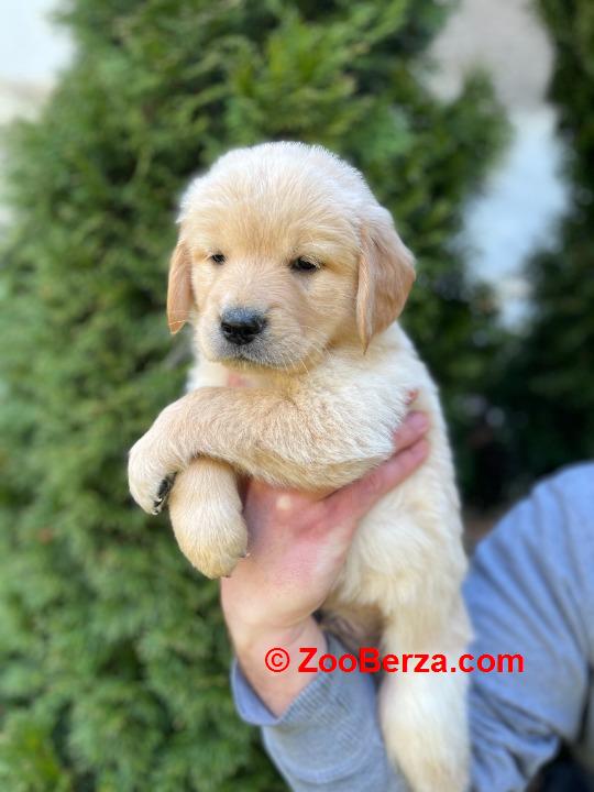 Zlatni retriver stenci