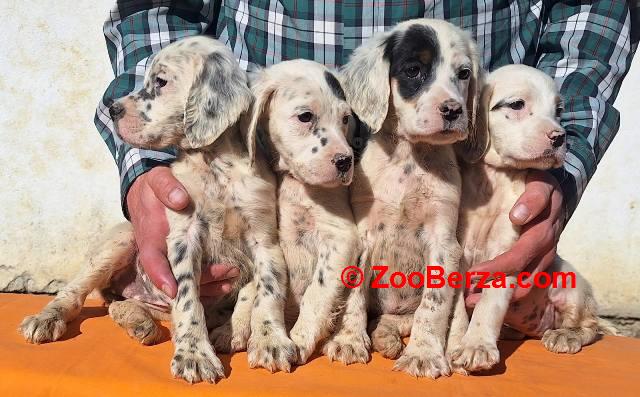 Engleski Seter štenci