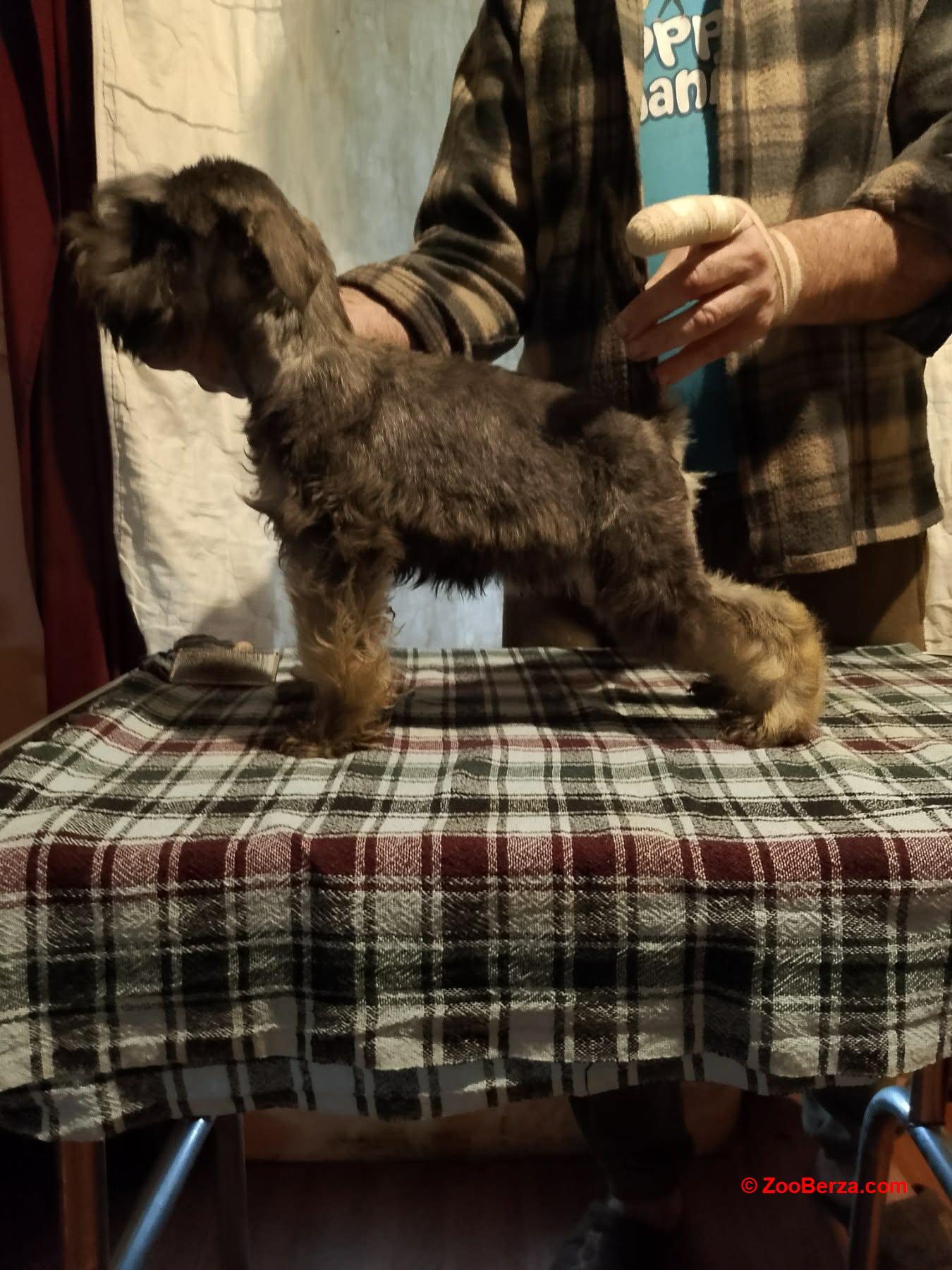 Štenci patuljastih šnaucera 