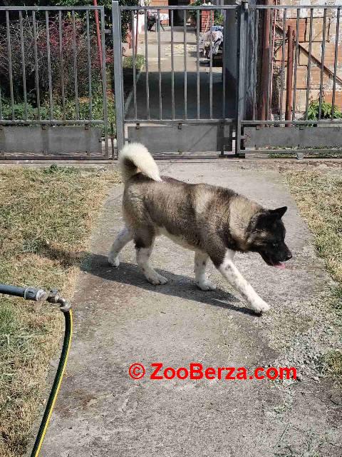 Americka Akita, mužjak, parenje