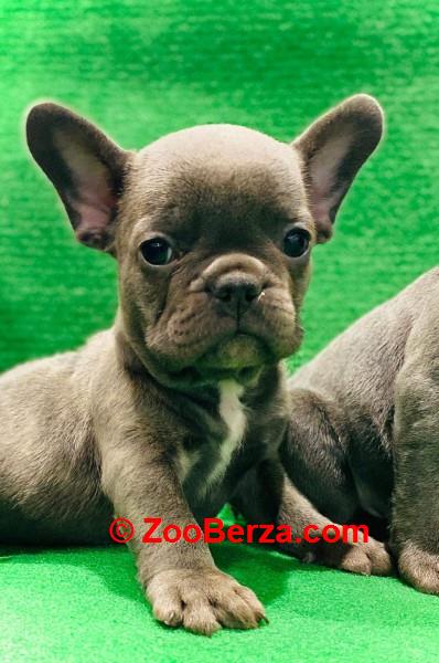Francuski buldog štenci egzotične plave boje