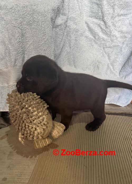 Cokoladni labrador
