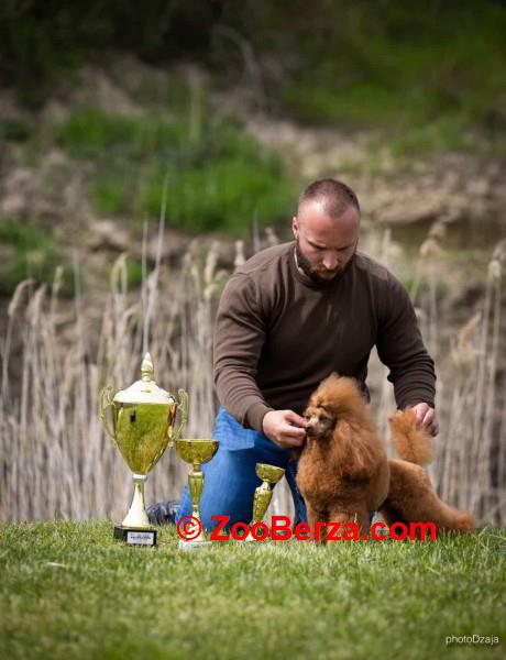 Crveni toy mužjak dostupan za parenje