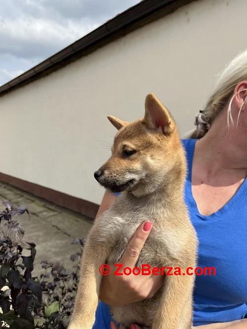 Štenci Shiba inu 