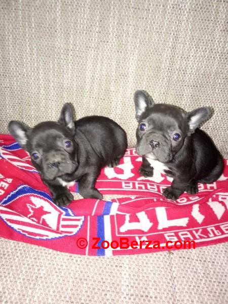 Francuski buldog štenci