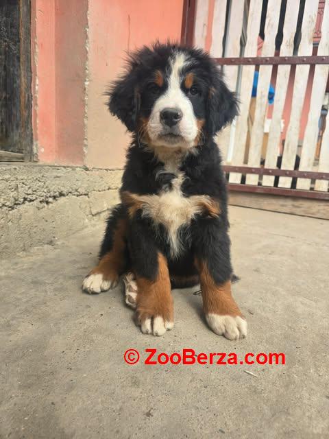 Bernski planinski pas štenci