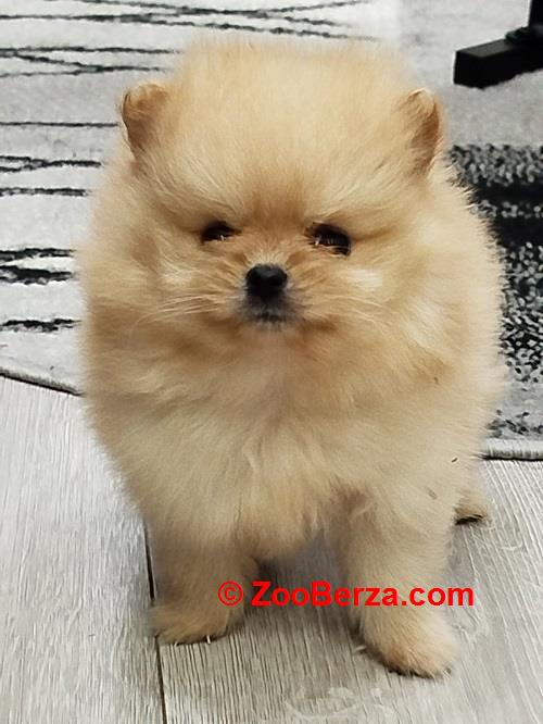 Prelepi Bo medvedici 