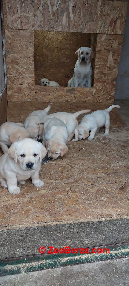 Labrador retriver