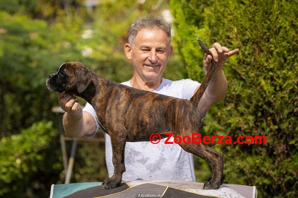 Nemački bokser