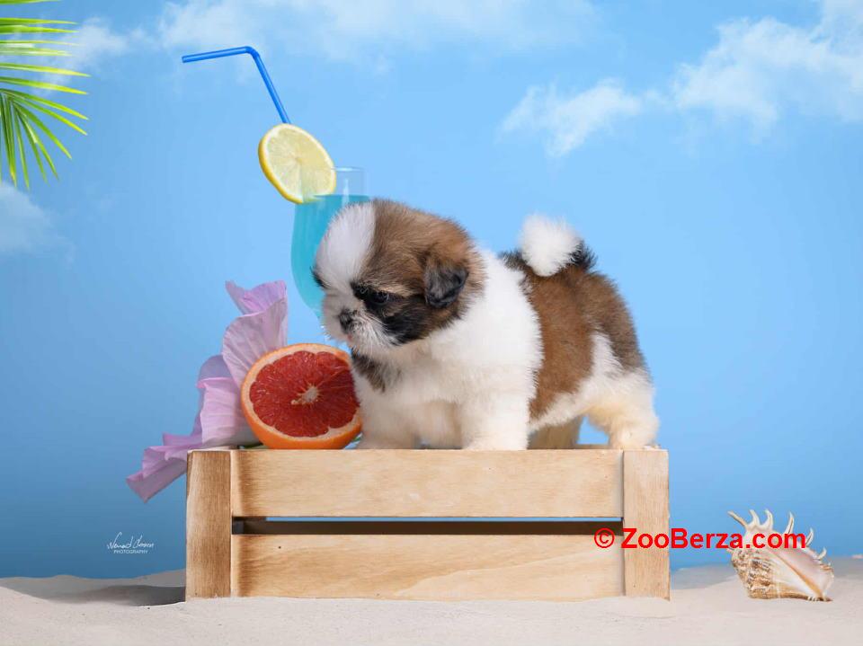 SHIH TZU štenci 
