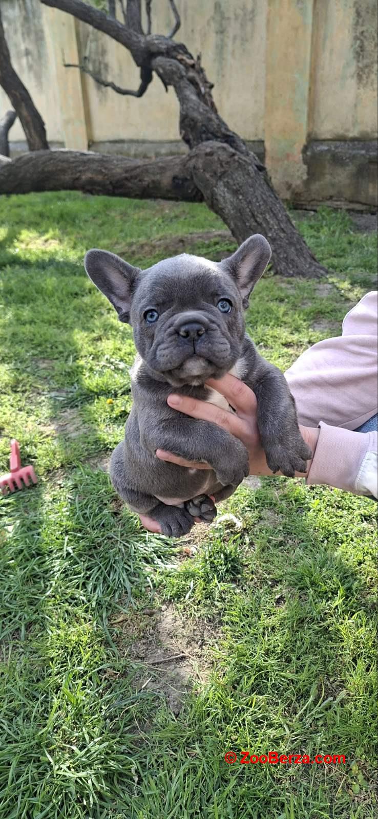 Francuski Buldog prelepi štenci