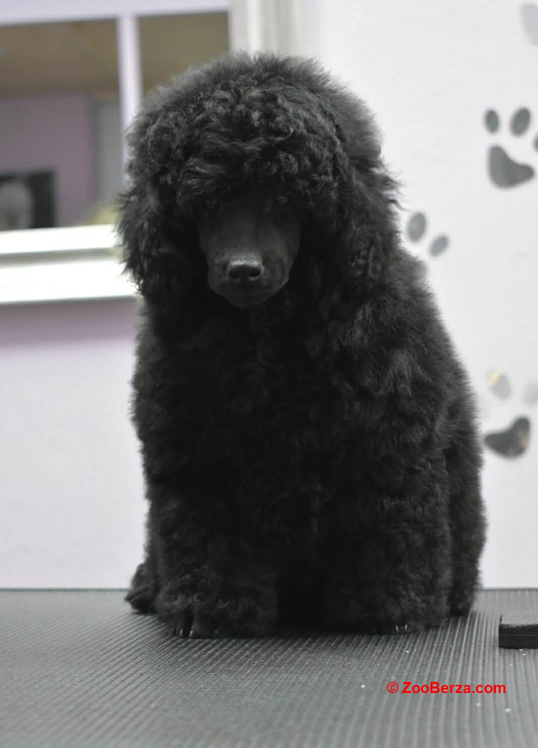 Patuljasta Pudla muško štene