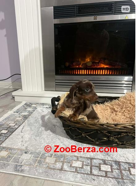 Patuljasti kratkodlaki jazavičari ekstra mini 