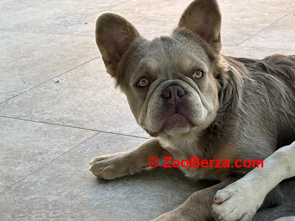 Francuski Buldog zenka 