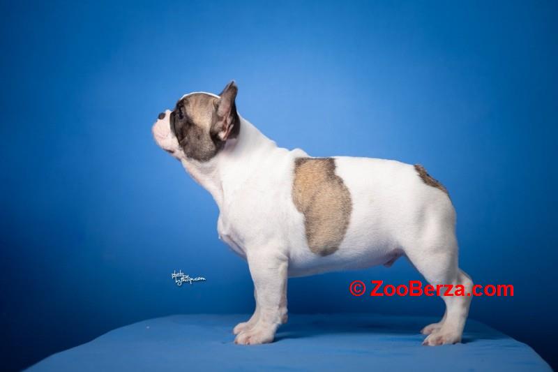 Francuski buldog štenci 