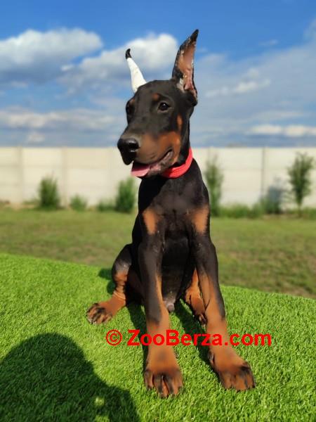 Doberman mužijaci