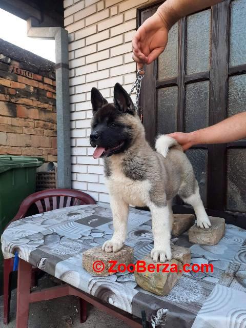 Američka Akita, žensko štene