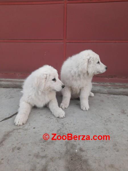 Madjarski kuvasi cistokrvni