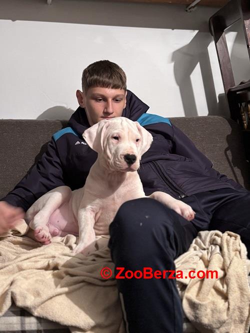 Dogo Argentino, štene