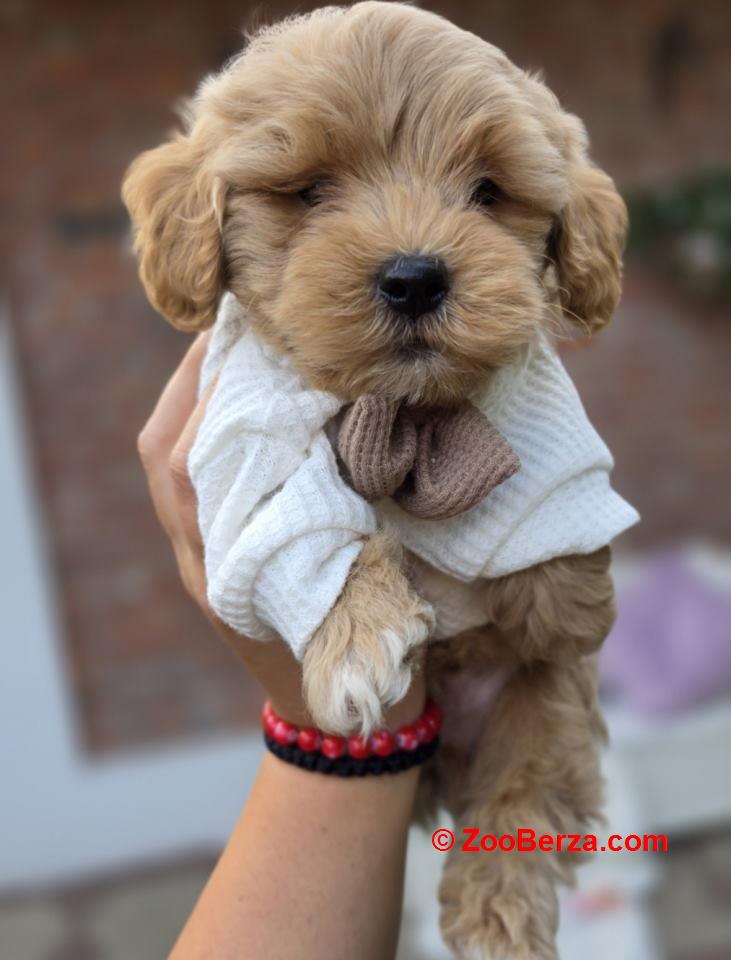 Maltipoo bebe 