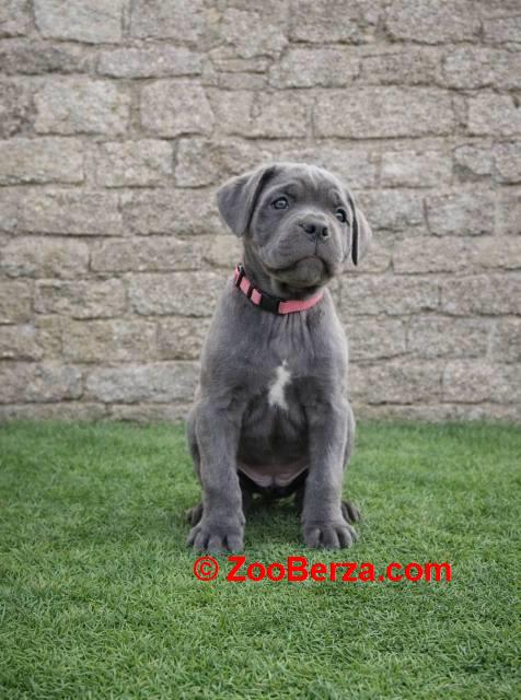 Cane Corso štenci