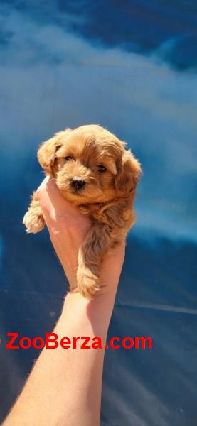 Maltipoo stenci